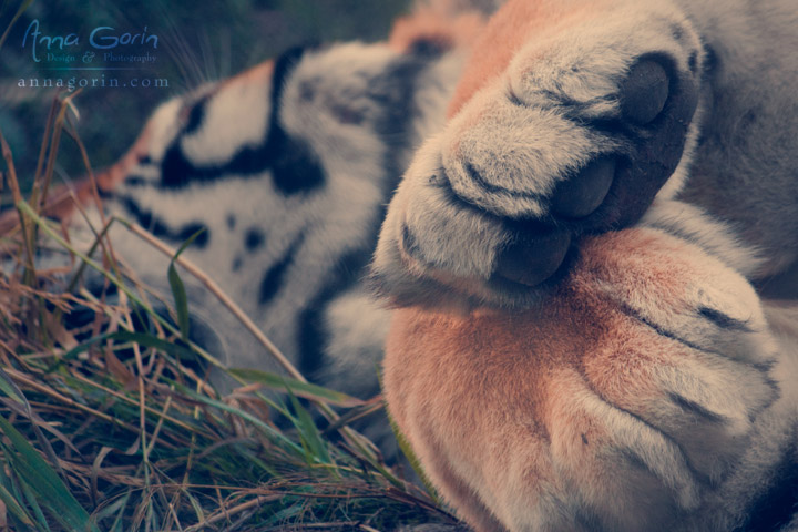 Sleepy tiger at Zoo Boise