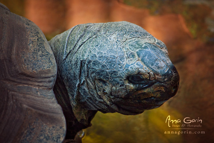 Grumpy giant tortoise at Zoo Boise