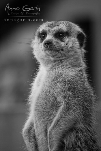 Inquisitive meerkat at Zoo Boise