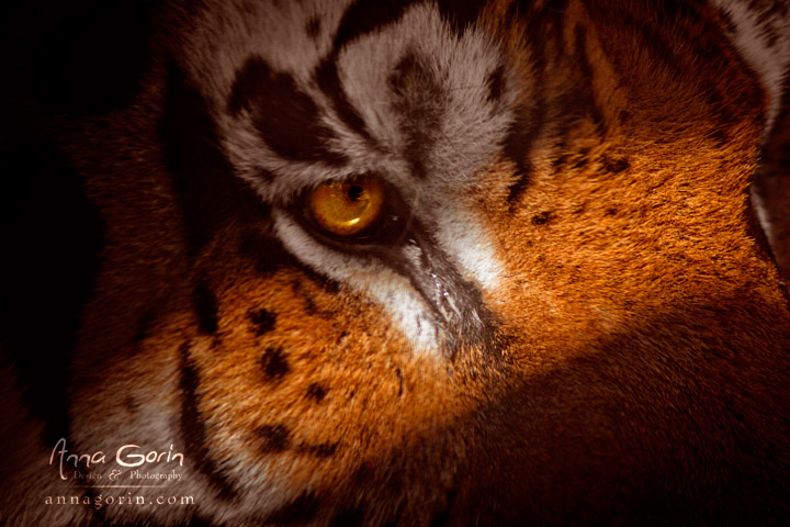 Eye of the tiger at Zoo Boise