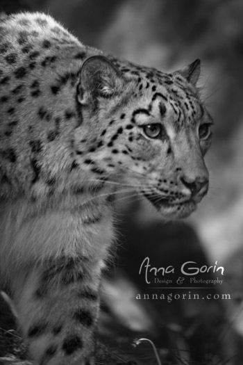 Beauty is a stalking snow leopard - Zoo Boise