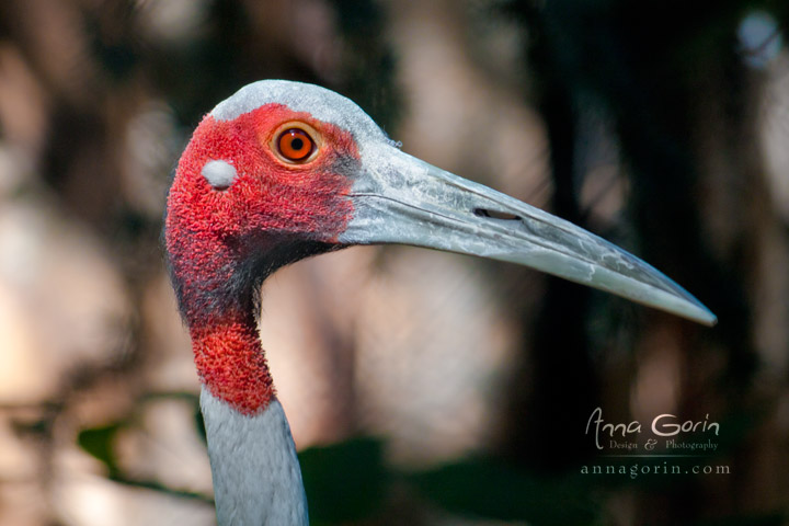 What big eyes you have... (at Zoo Boise)