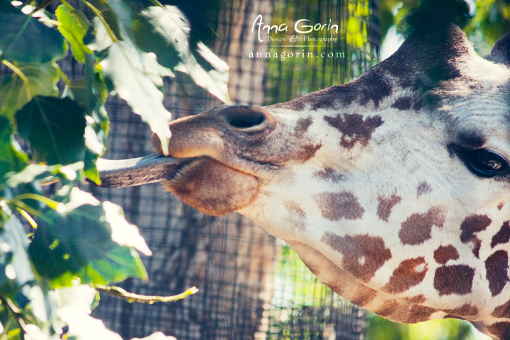 Hungry giraffe at Zoo Boise