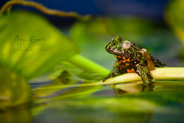 Exotic toads at Zoo Boise