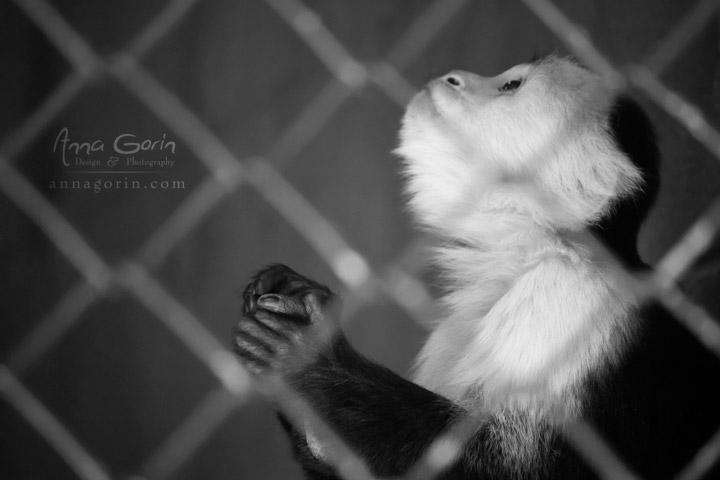 Praying primate at Zoo Boise
