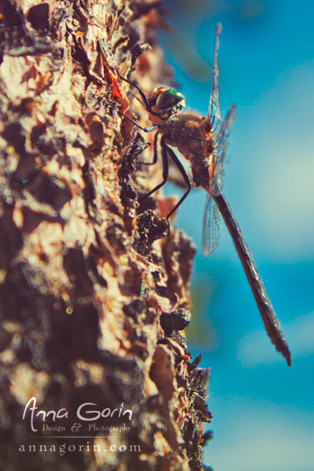 A normally-speedy dragonfly takes a break to pose for a portrait by Stanley Lake