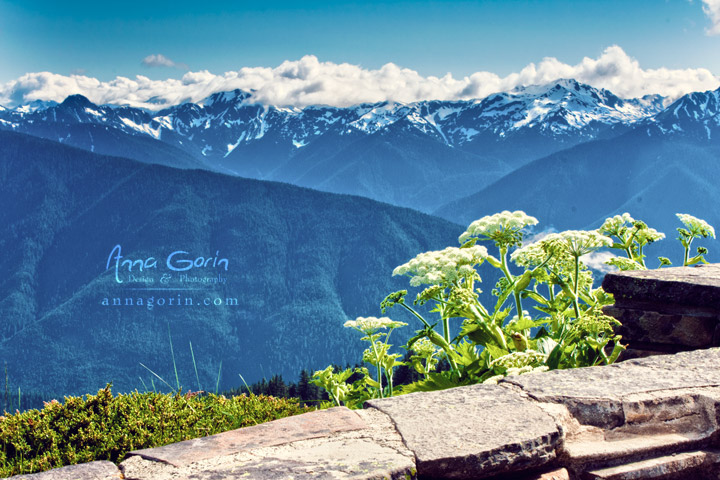 Wildflowers in bloom at the Hurricane Ridge visitor center