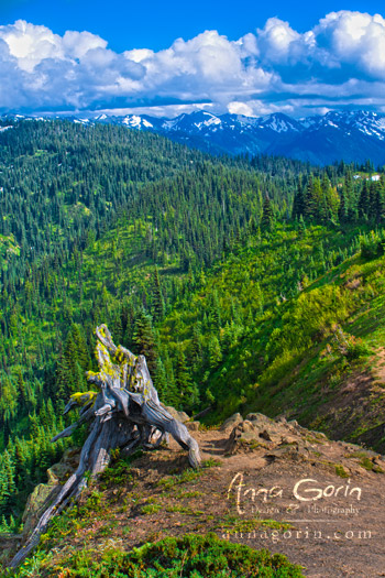 A lonely tree trunk keeps watch at Olympic National Park