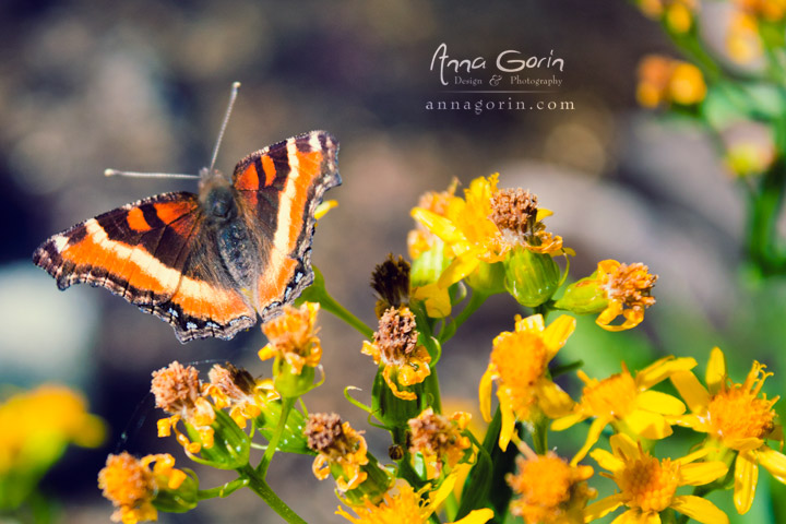 Natural butterfly gardens beside Sawtooth Lake near Stanley, Idaho