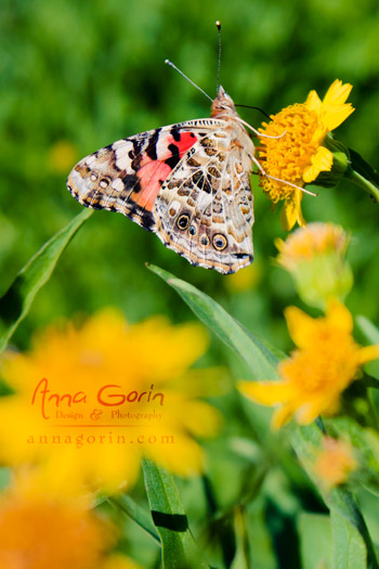 It may be autumn, but try telling that to these lively butterflies beside Sawtooth Lake