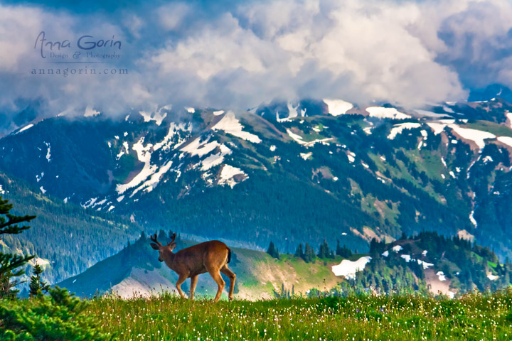 Deer roam the hills at Olympic National Park