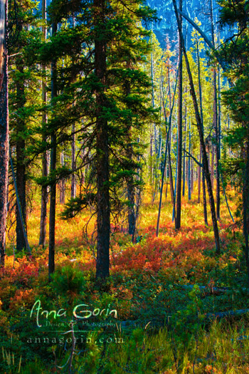 Along the Iron Creek Trail to Sawtooth Lake in Stanley, Idaho