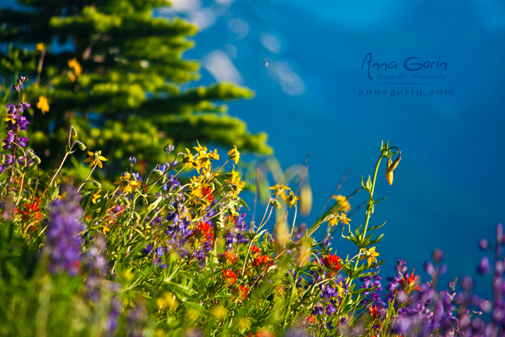 Wildflowers blossom along the Hurricane Hill trail at Olympic National Park