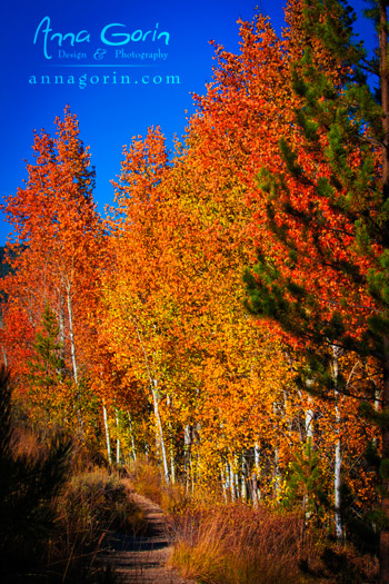 Autumn near Redfish Lake, Stanley, Idaho