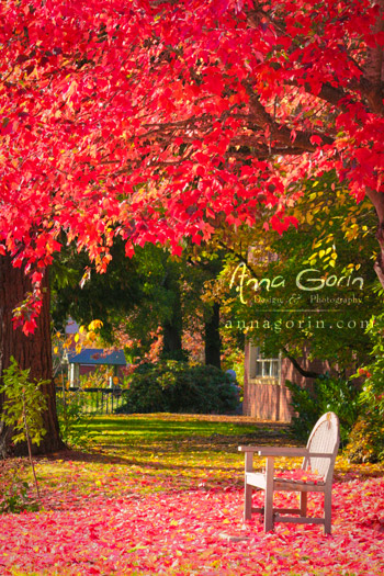 Autumn on the Willamette University campus