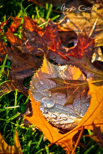 Raindrops and autumn color on the Willamette University campus