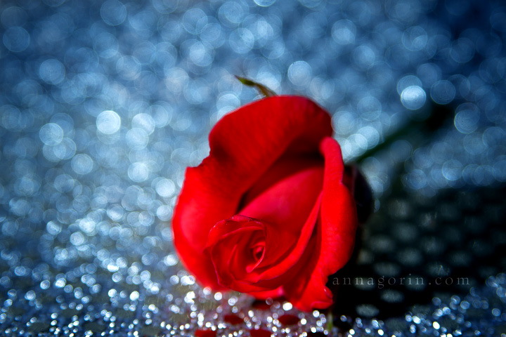 A rose is a rose is a rose | sparkle roses rosebud rose romance red photography petals nature love glitter flowers flower bokeh  | Anna Gorin Photography, Boise, Idaho