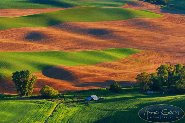 Springtime on the Palouse | washington travel sunset steptoe butte state park steptoe butte rural palouse northwest moscow landscapes idaho hills country colfax  | Anna Gorin Photography, Boise, Idaho