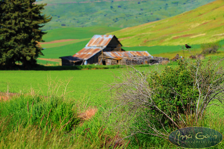 palouse-steptoe-butte_012