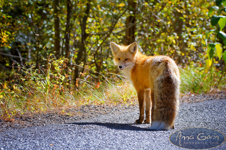 mccall-payette-lake-autumn_004