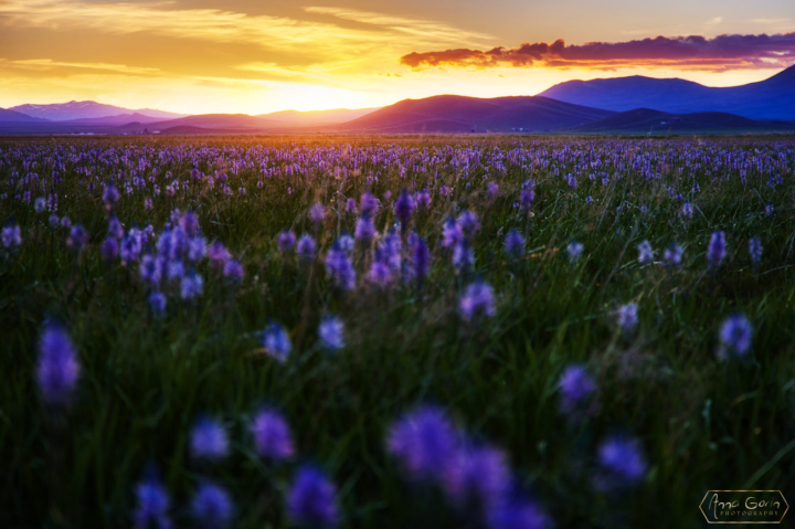 Centennial Marsh, Camas Prairie, Idaho