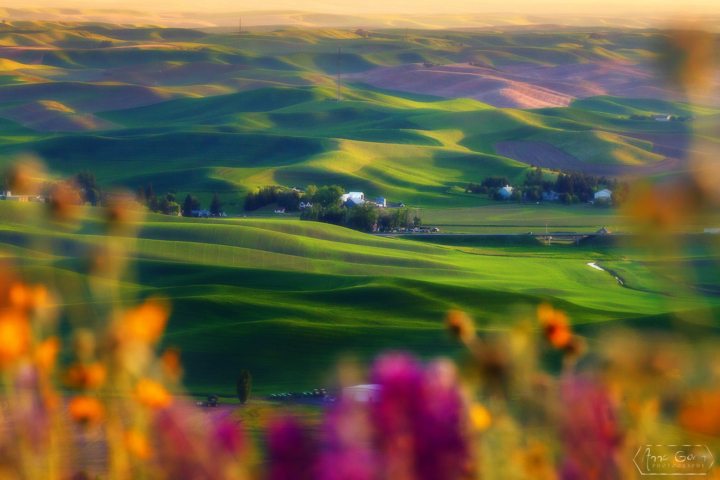Palouse countryside, Steptoe Butte State Park, Washington