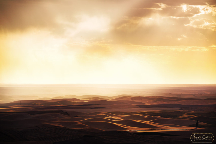 Palouse countryside, Steptoe Butte State Park, Washington