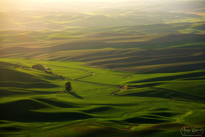 Palouse countryside, Steptoe Butte State Park, Washington