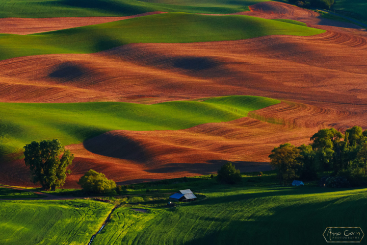 Palouse countryside, Steptoe Butte State Park, Washington