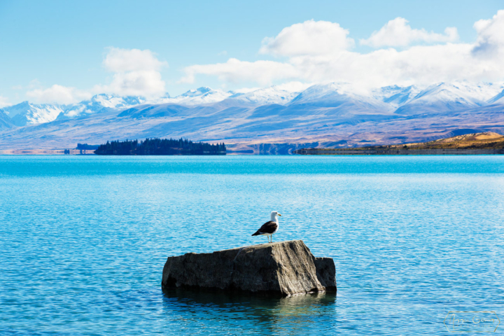 Lake Tekapo, South Island, New Zealand
