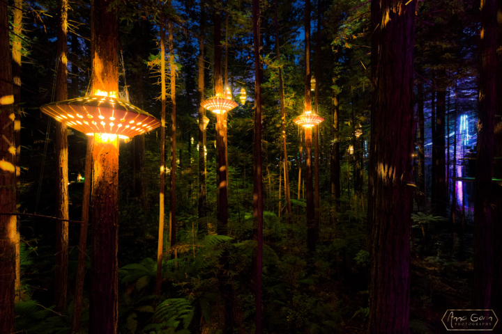 Rotorua Redwoods, North Island, New Zealand