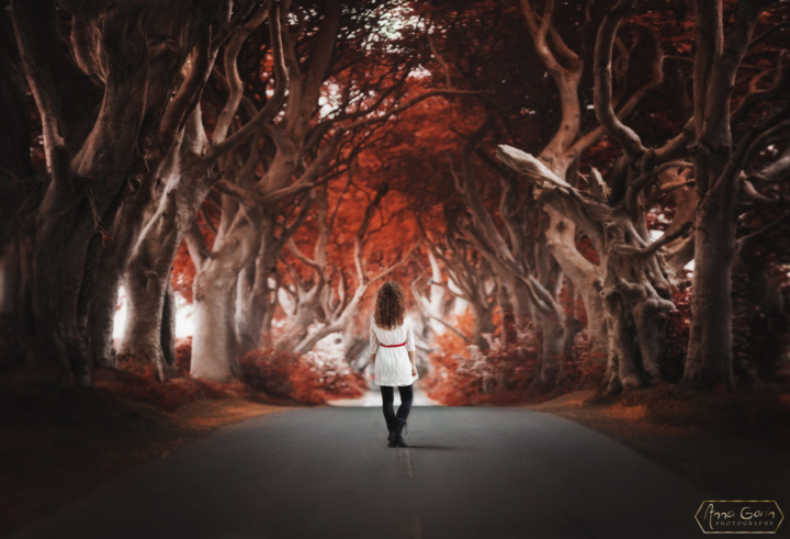 Dark Hedges, Northern Ireland
