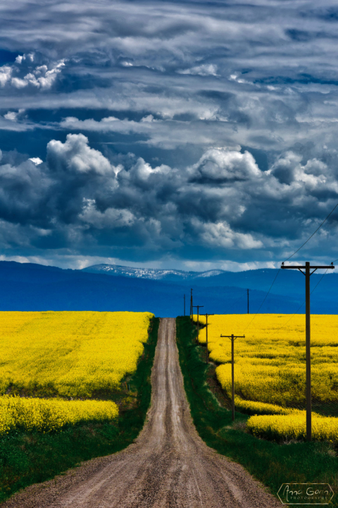 Canola field in Grangeville, Idaho