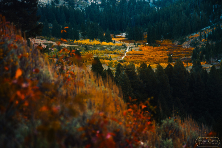 Slopes of Two Point Mountain, central Idaho