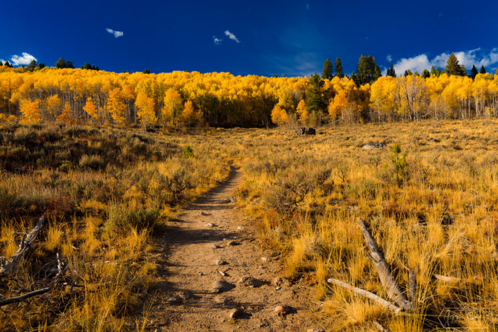 Alpine Way Trail, Stanley, Idaho