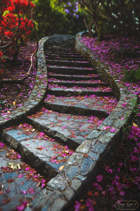 Tollymore Forest Park, Northern Ireland