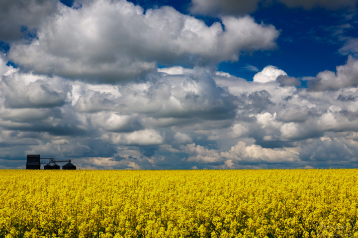 Canola fields, Grangeville, Idaho